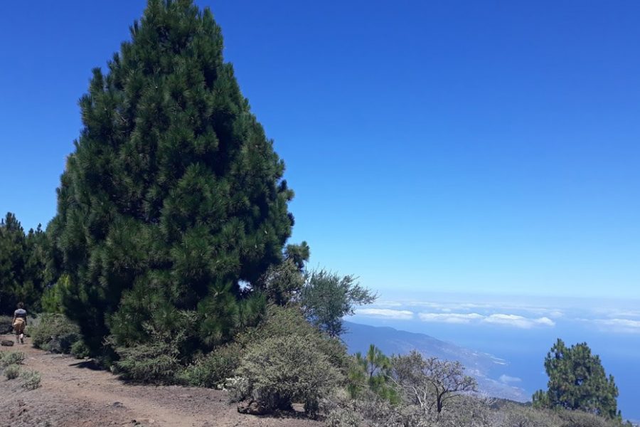 El Pino Canario, un “Árbol Superviviente”