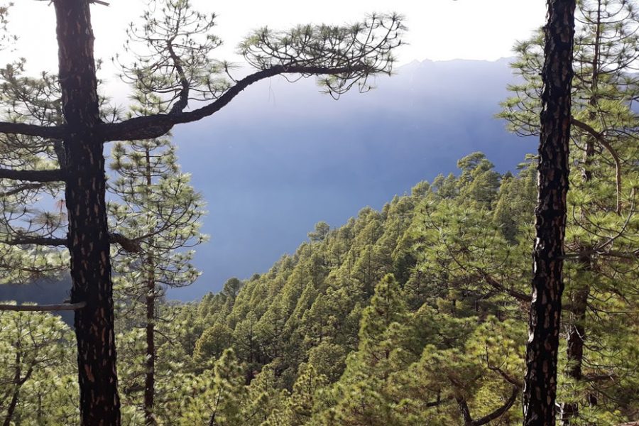 El Pino Canario, un “Árbol Superviviente”