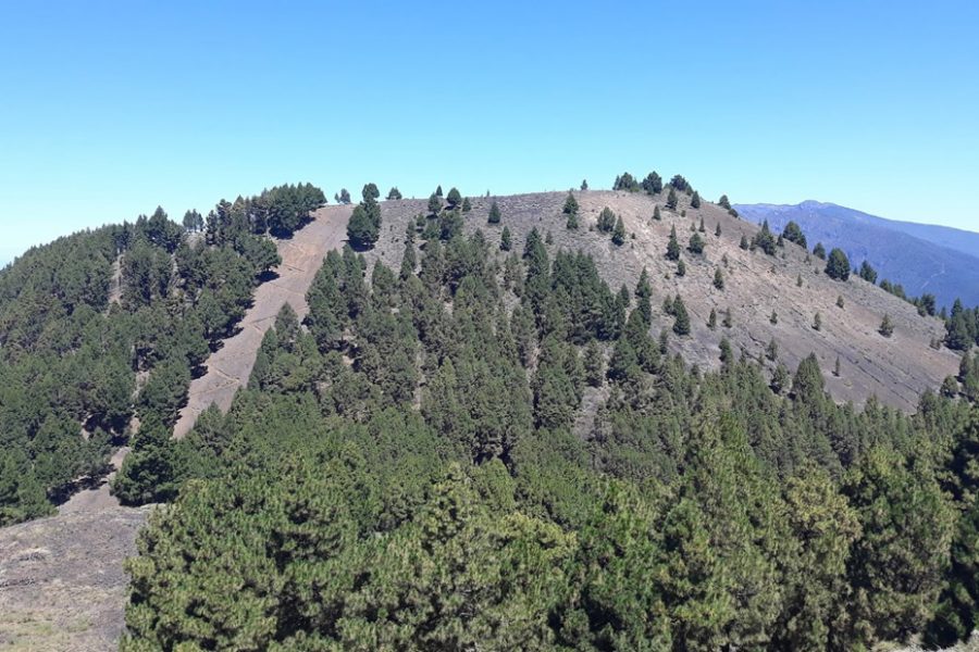 El Pino Canario, un “Árbol Superviviente”