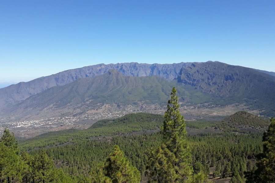 El Pino Canario, un “Árbol Superviviente”