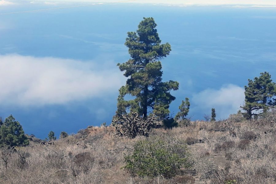 El Pino Canario, un “Árbol Superviviente”