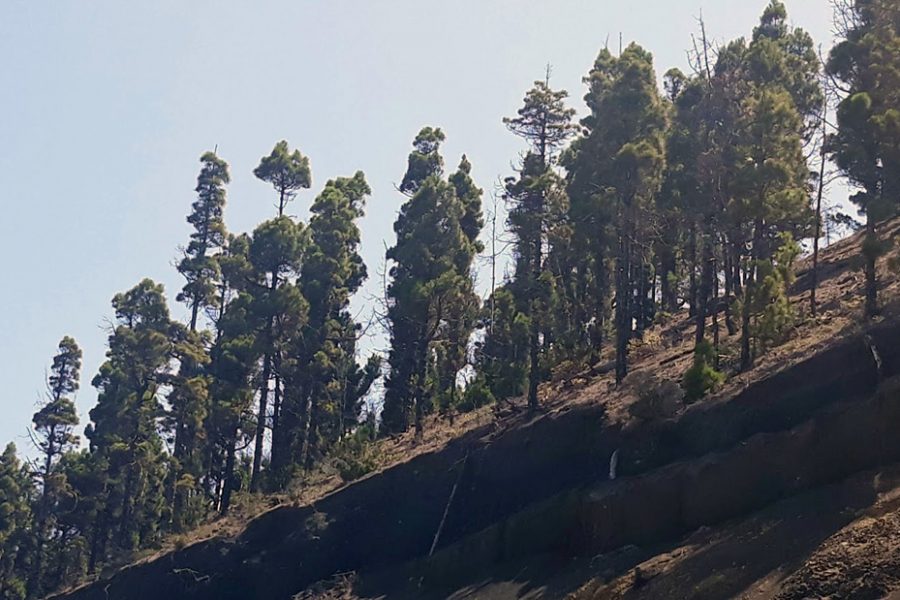 El Pino Canario, un “Árbol Superviviente”