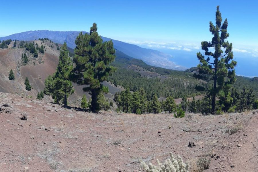 El Pino Canario, un “Árbol Superviviente”